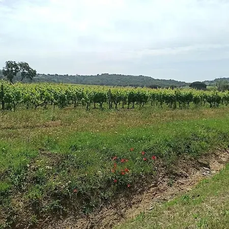 Mas Flora Σπίτι διακοπών La Croix-Valmer